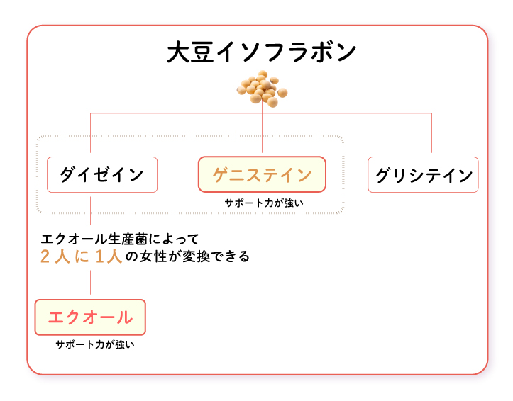 大豆からエクオールへの変換プロセス（仮写真）
