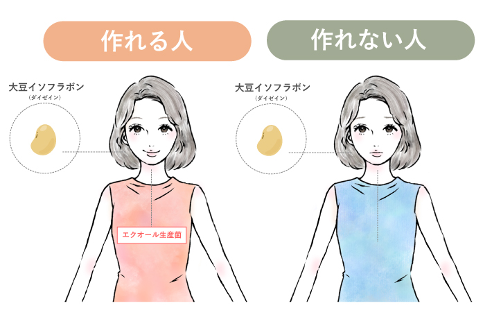 腸内細菌とエクオールの関係（仮写真）